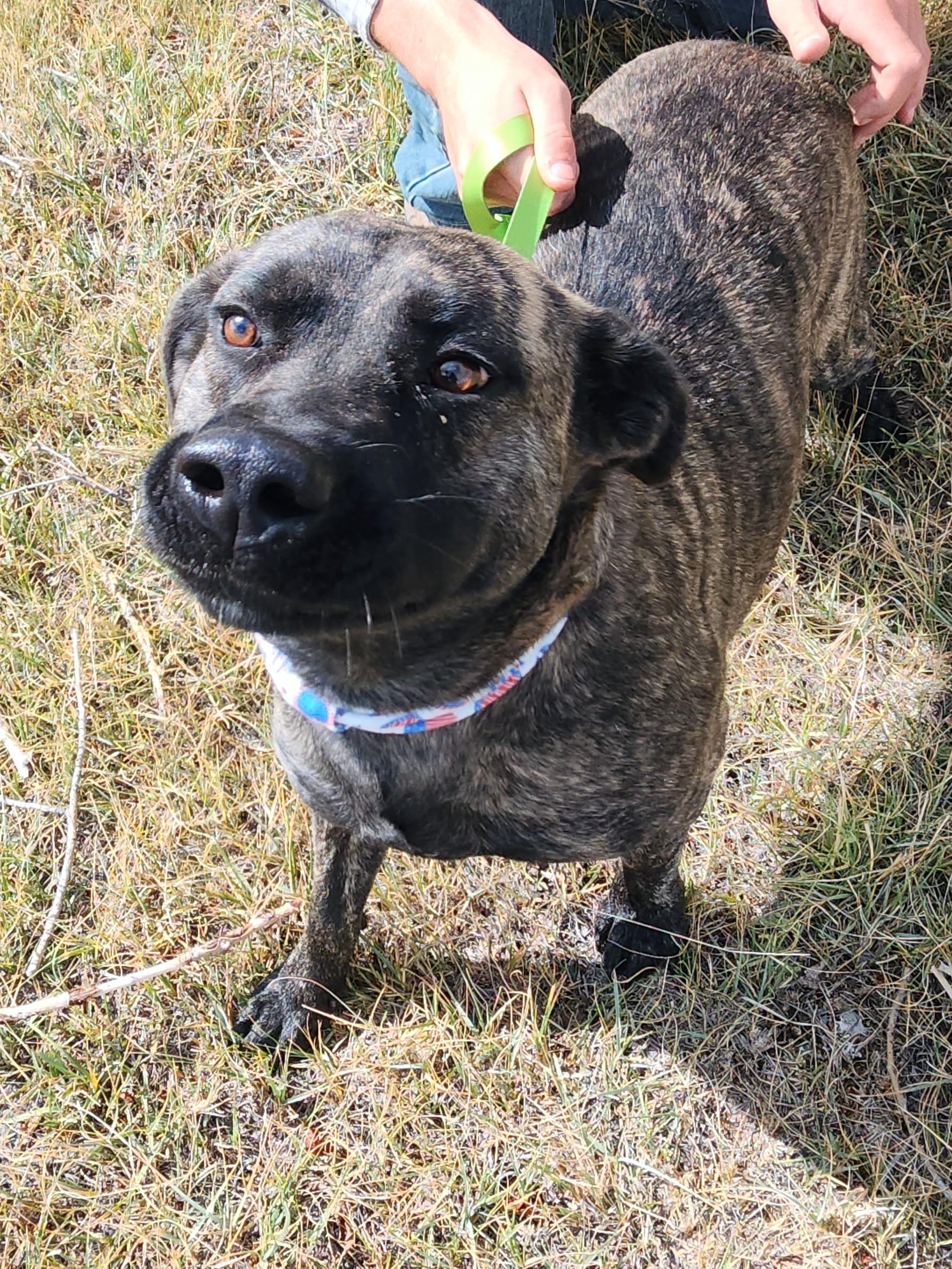 Tora, an adoptable Labrador Retriever, American Staffordshire Terrier in Riverton, WY, 82501 | Photo Image 1
