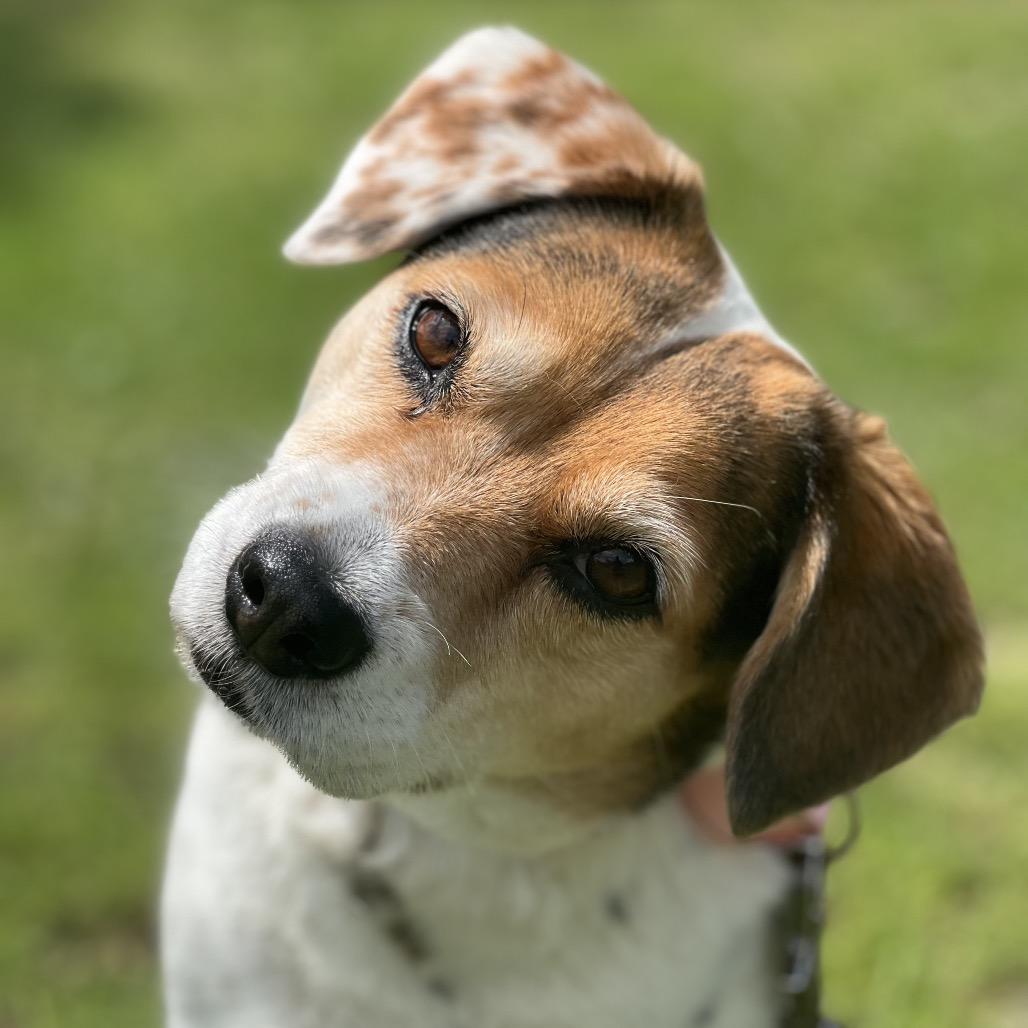 Enlarge Bindi, a Adoptable mixed breed in Austin, TX image 1/3