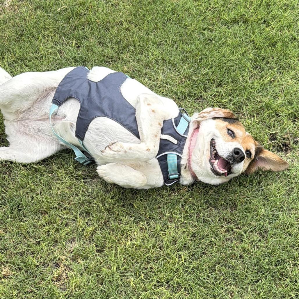 Enlarge Bindi, a Adoptable mixed breed in Austin, TX image 2/3