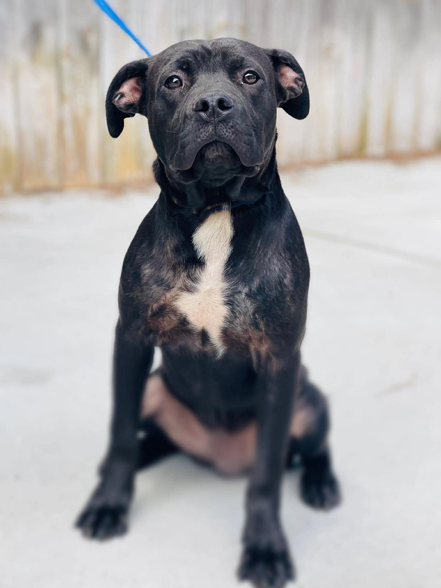 AC- 4711 "Fisher", ADOPTABLE, Young Male Pit Bull Terrier & Black Labrador Retriever.