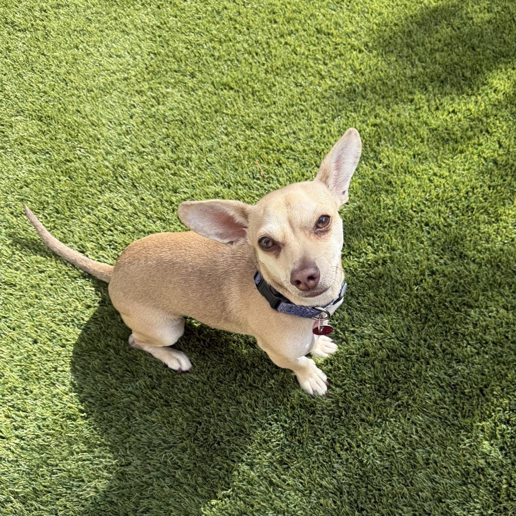 Enlarge Kiko, a Adoptable mixed breed in Las Vegas, NV image 1/4