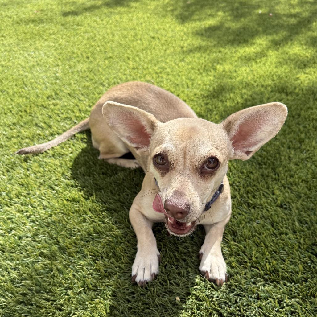Enlarge Kiko, a Adoptable mixed breed in Las Vegas, NV image 2/4
