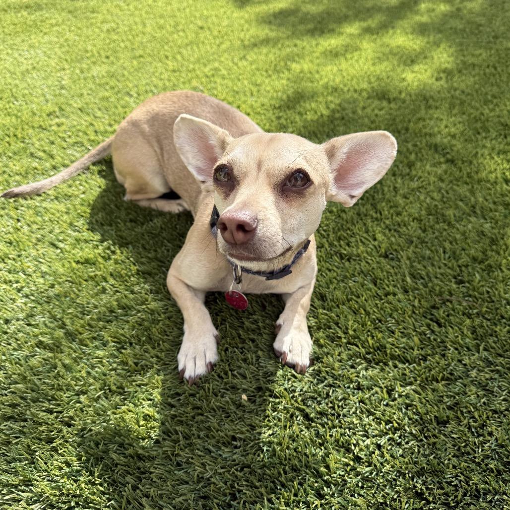 Enlarge Kiko, a Adoptable mixed breed in Las Vegas, NV image 3/4