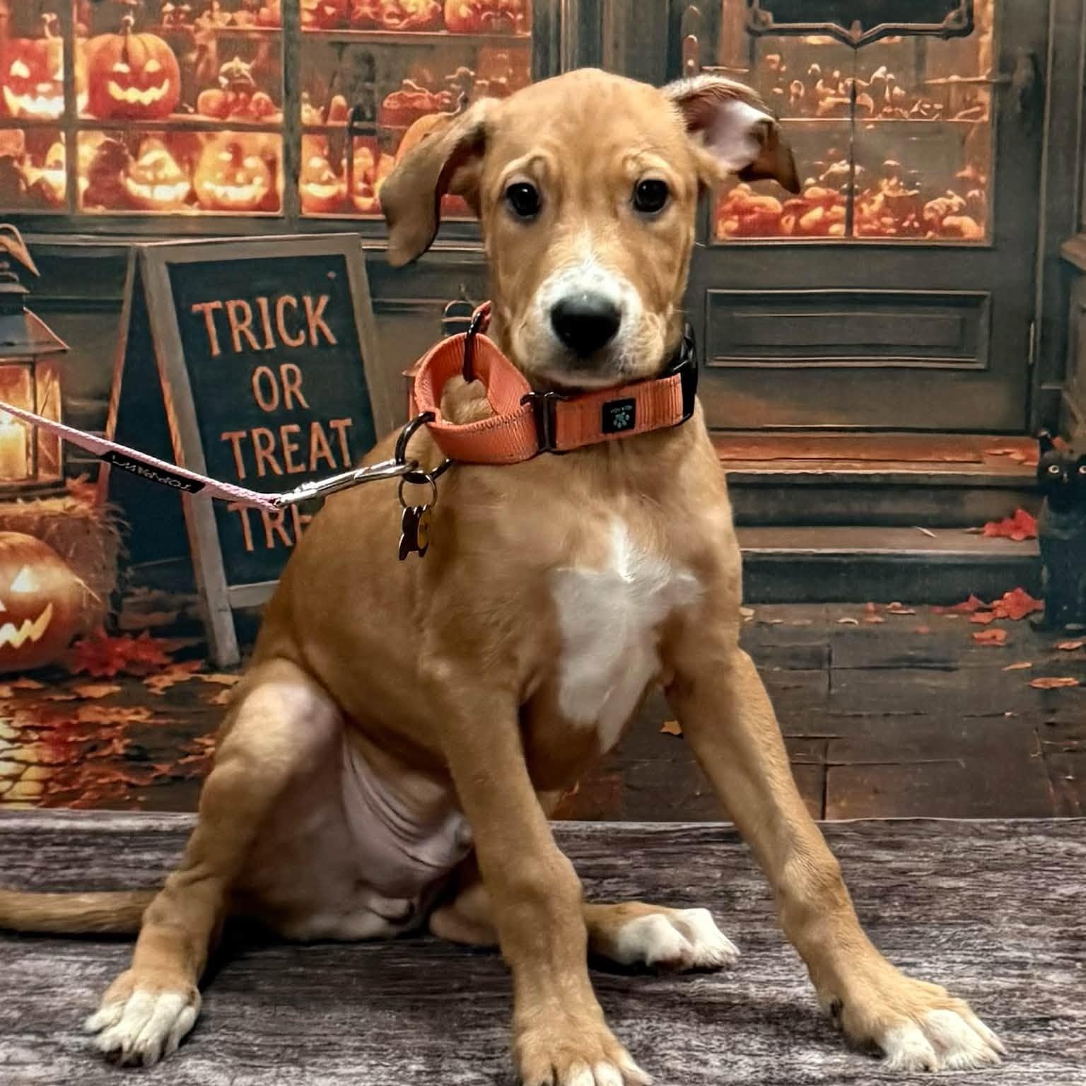 Enlarge Mikey, a Adoptable mixed breed in Albany, NY image 6/6