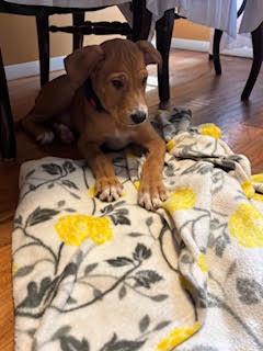 Enlarge Mikey, a Adoptable mixed breed in Albany, NY image 4/6
