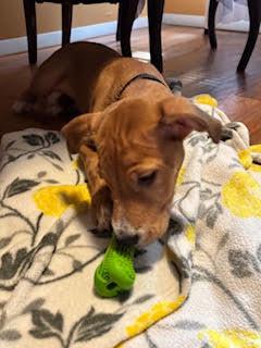 Enlarge Mikey, a Adoptable mixed breed in Albany, NY image 5/6