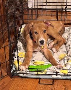 Enlarge Mikey, a Adoptable mixed breed in Albany, NY image 2/6