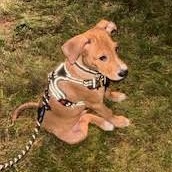 Enlarge Mikey, a Adoptable mixed breed in Albany, NY image 1/6