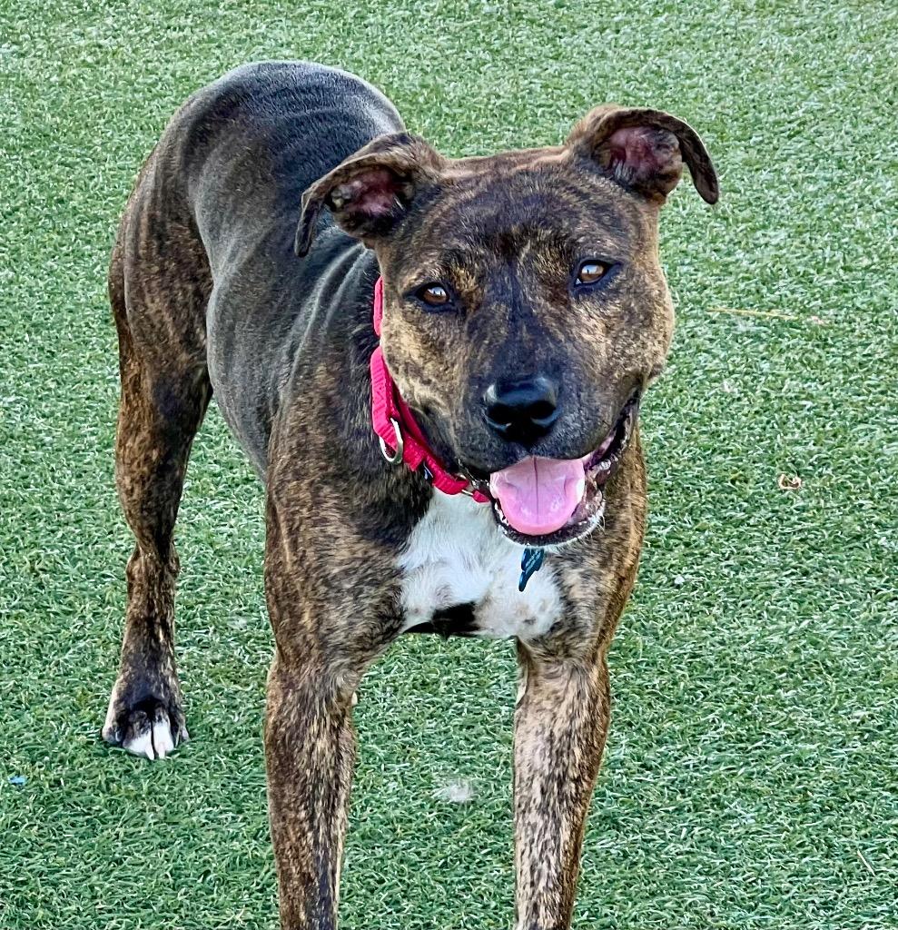 Enlarge Pup-Tart (Mochi), a Adoptable mixed breed in Columbia, IL image 1/5