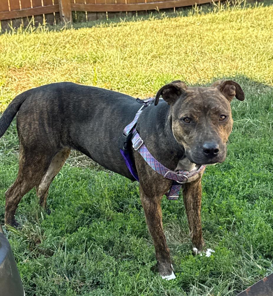 Enlarge Pup-Tart (Mochi), a Adoptable mixed breed in Columbia, IL image 1/5