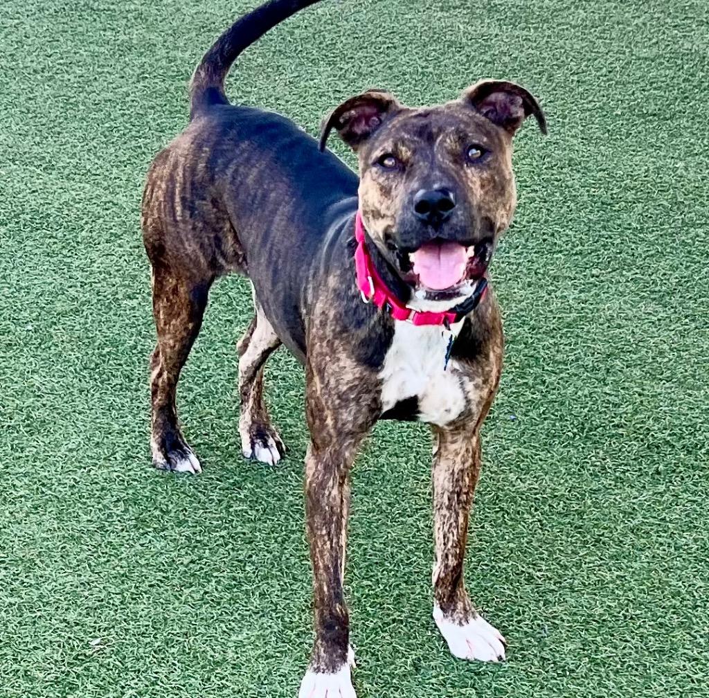 Enlarge Pup-Tart (Mochi), a Adoptable mixed breed in Columbia, IL image 2/5