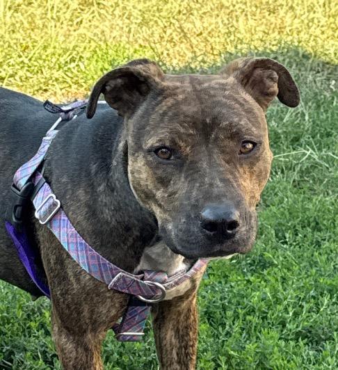 Enlarge Pup-Tart (Mochi), a Adoptable mixed breed in Columbia, IL image 3/5