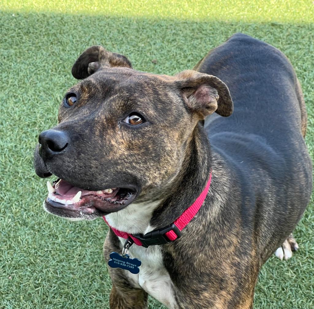 Enlarge Pup-Tart (Mochi), a Adoptable mixed breed in Columbia, IL image 5/5