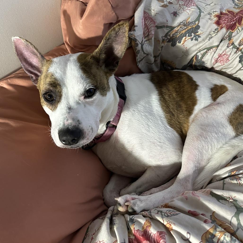 Jujube, a Adoptable mixed breed in Columbus, GA image 2/3