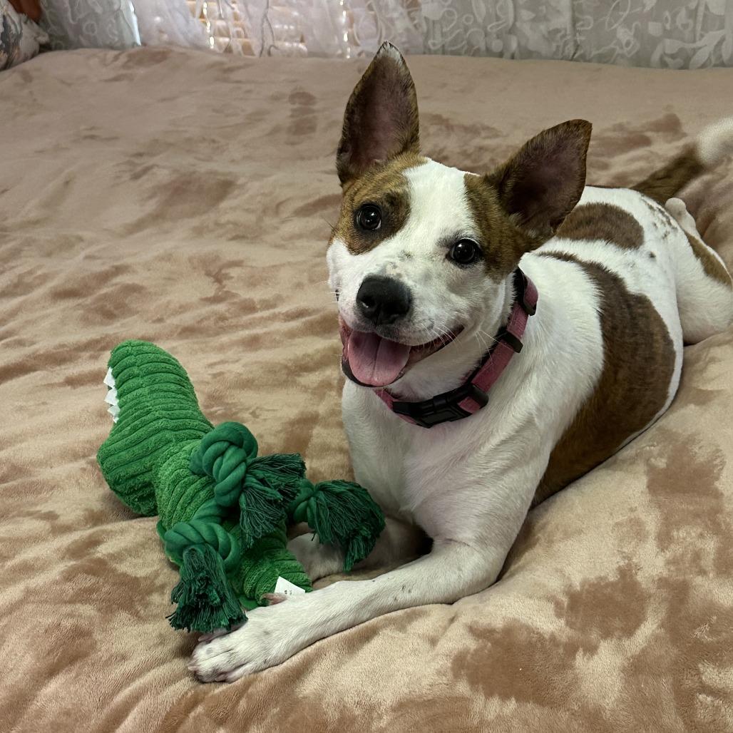 Jujube, a Adoptable mixed breed in Columbus, GA image 3/3
