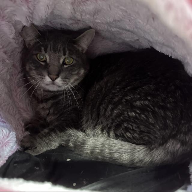 Floyd C15296, an adoptable Domestic Medium Hair in Hinsdale, IL_image-1