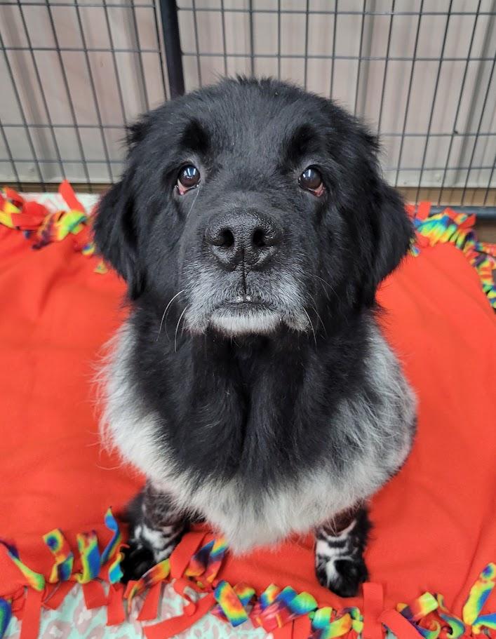 Enlarge Shelby, an adopted Newfoundland Dog in Lisbon, OH image 2/2