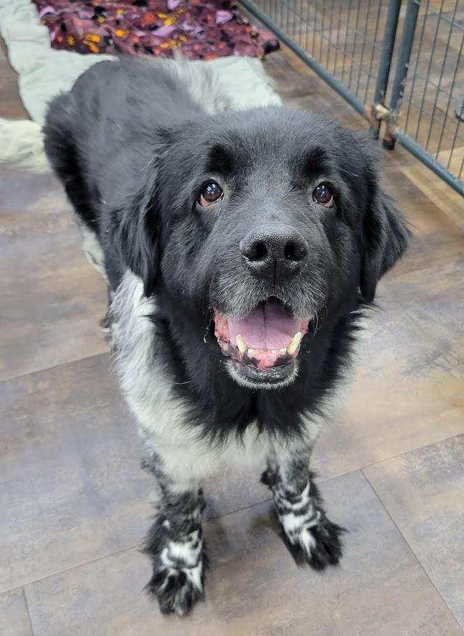 Shelby, adopted, Senior Female Newfoundland Dog.