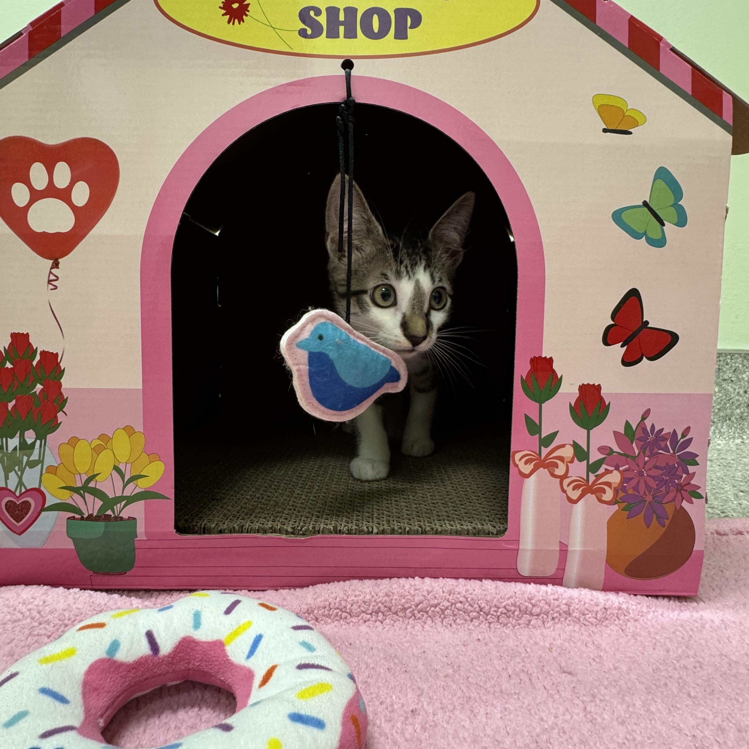Enlarge Pop, a ADOPTABLE Domestic Short Hair in Kent, WA image 2/5
