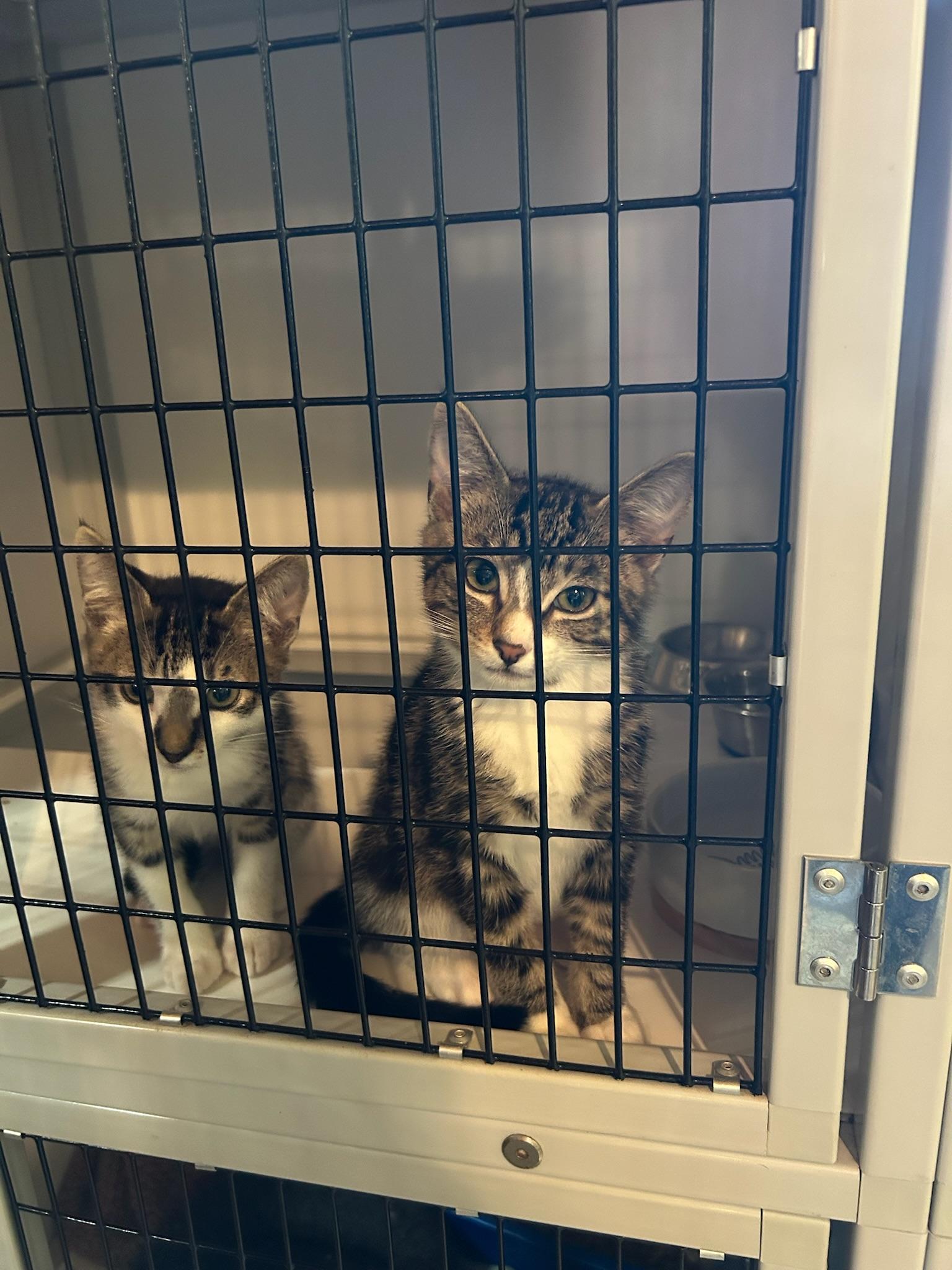 Enlarge Pop, a ADOPTABLE Domestic Short Hair in Kent, WA image 5/5
