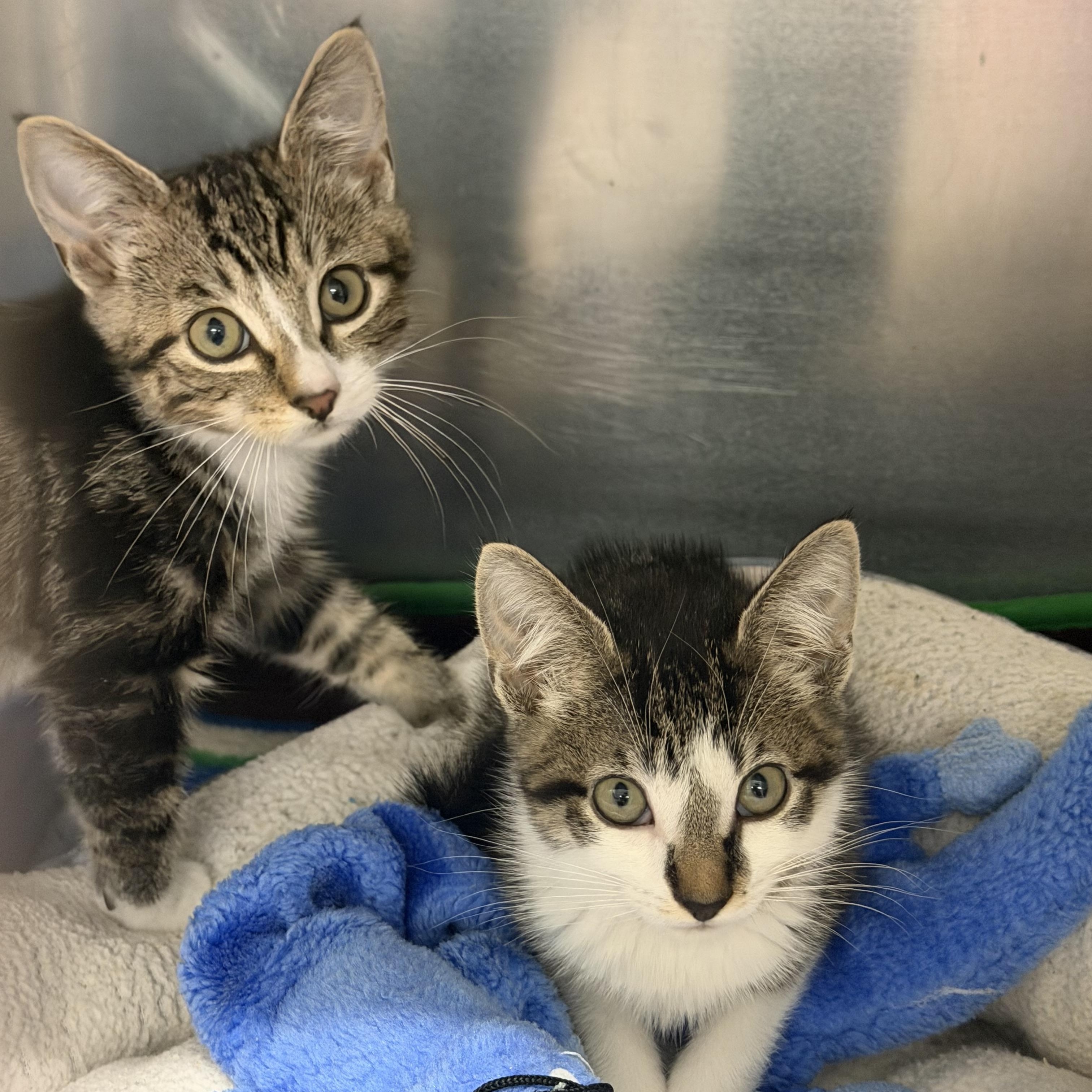 Ernie, a ADOPTABLE Domestic Short Hair in Kent, WA image 1/3