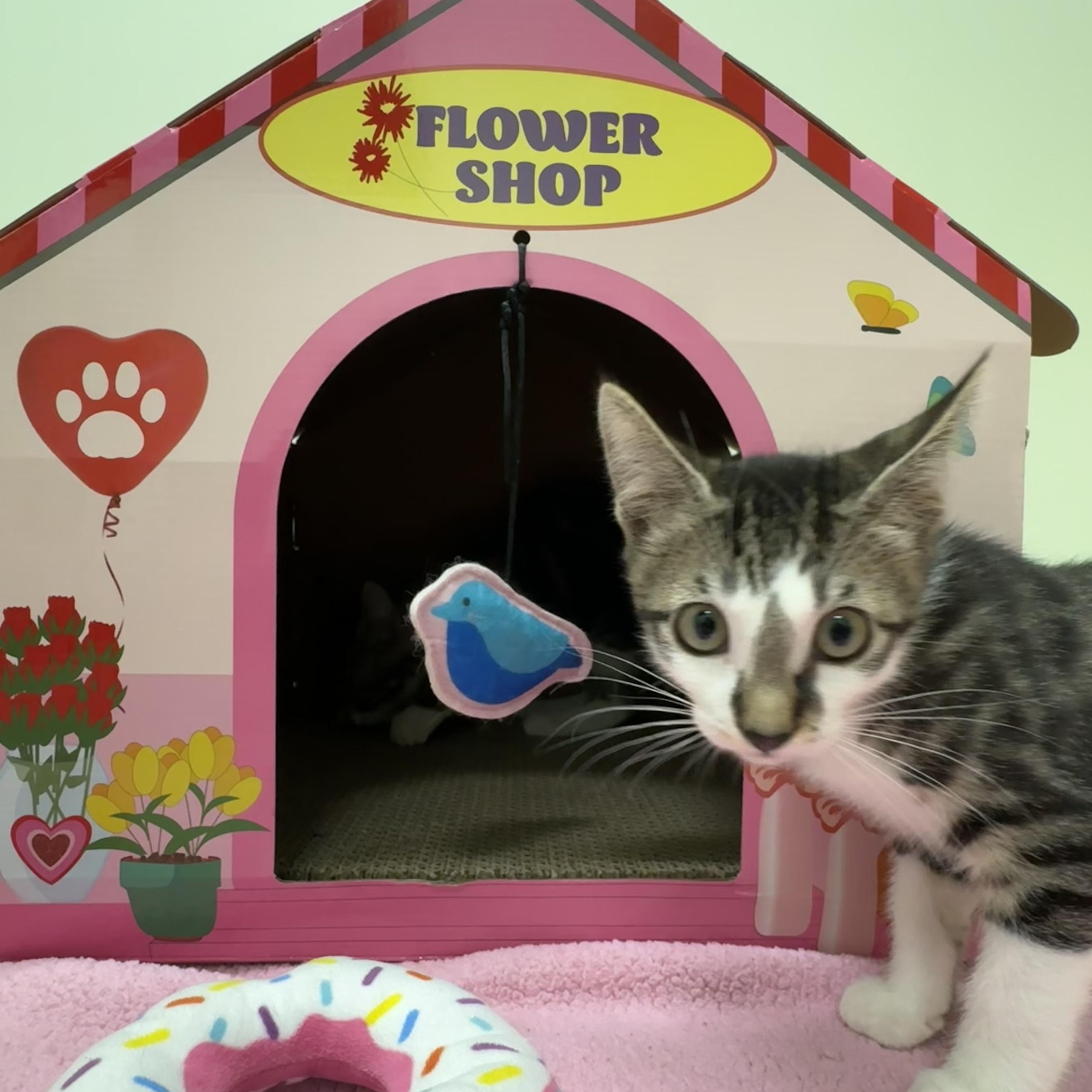 Enlarge Pop, a ADOPTABLE Domestic Short Hair in Kent, WA image 3/5