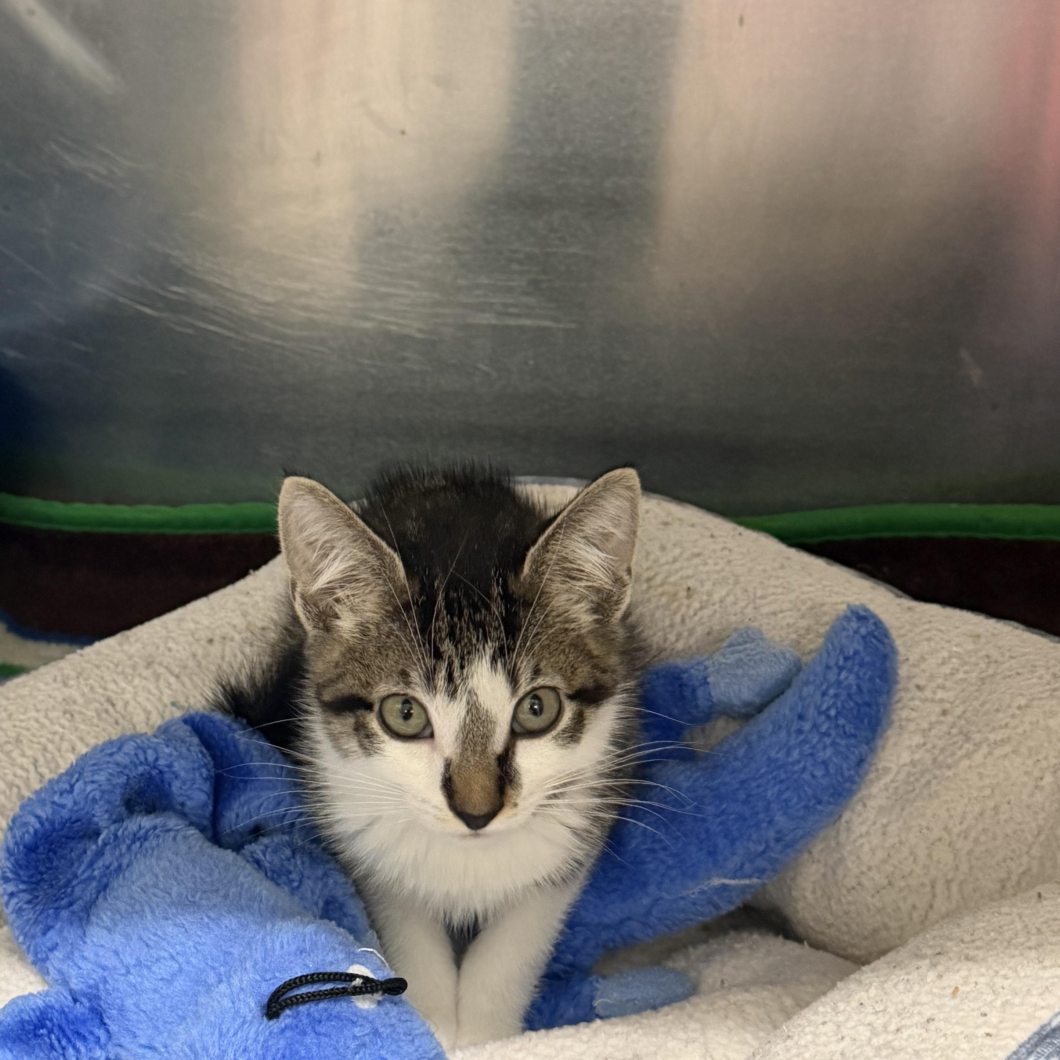 Ernie, a ADOPTABLE Domestic Short Hair in Kent, WA image 2/3