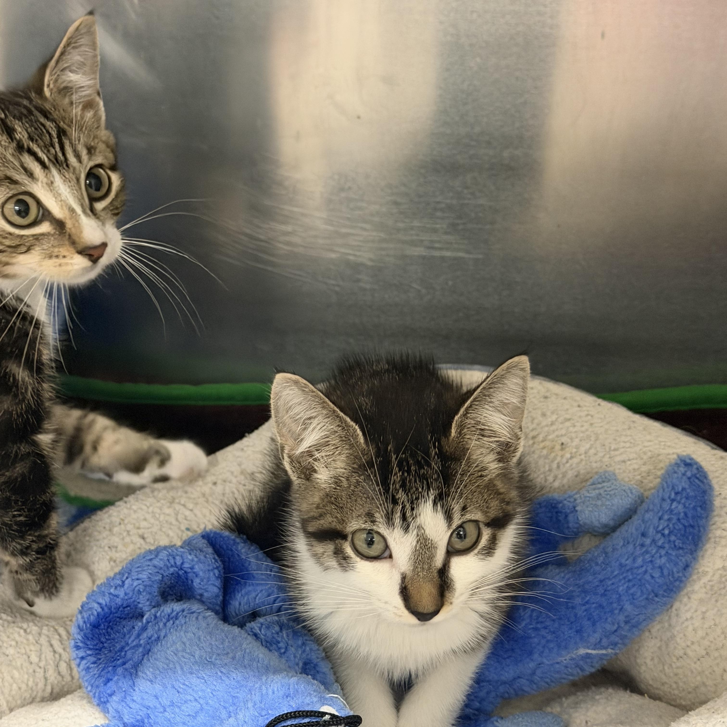 Ernie, a ADOPTABLE Domestic Short Hair in Kent, WA image 3/3