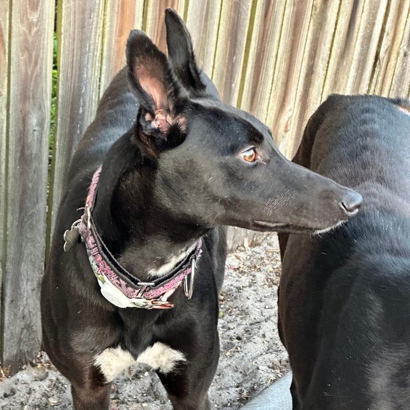 Enlarge Dancin Chibang, a ADOPTABLE Greyhound in North Port, FL image 4/5
