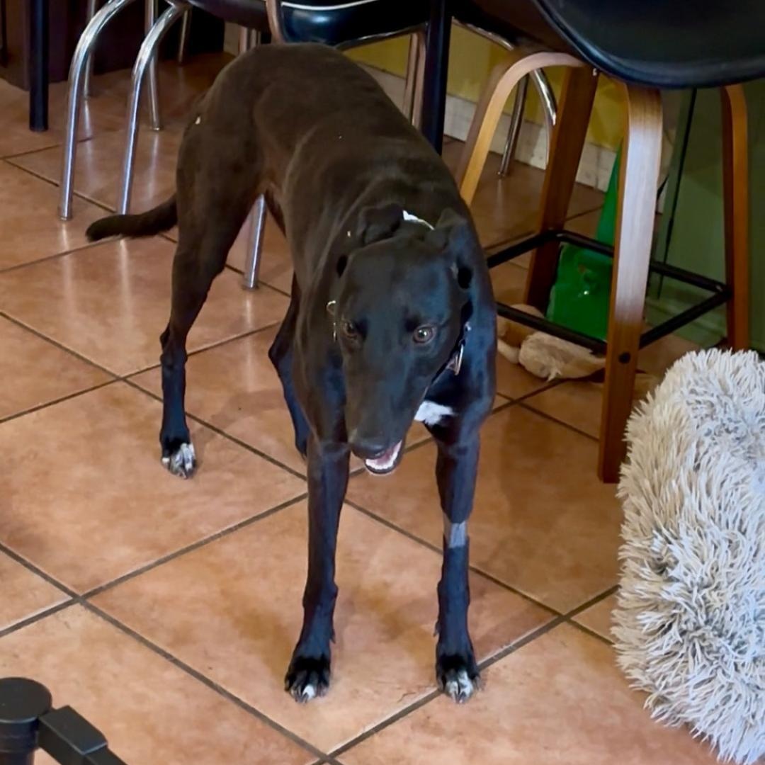 Enlarge Dancin Chibang, a ADOPTABLE Greyhound in North Port, FL image 3/5