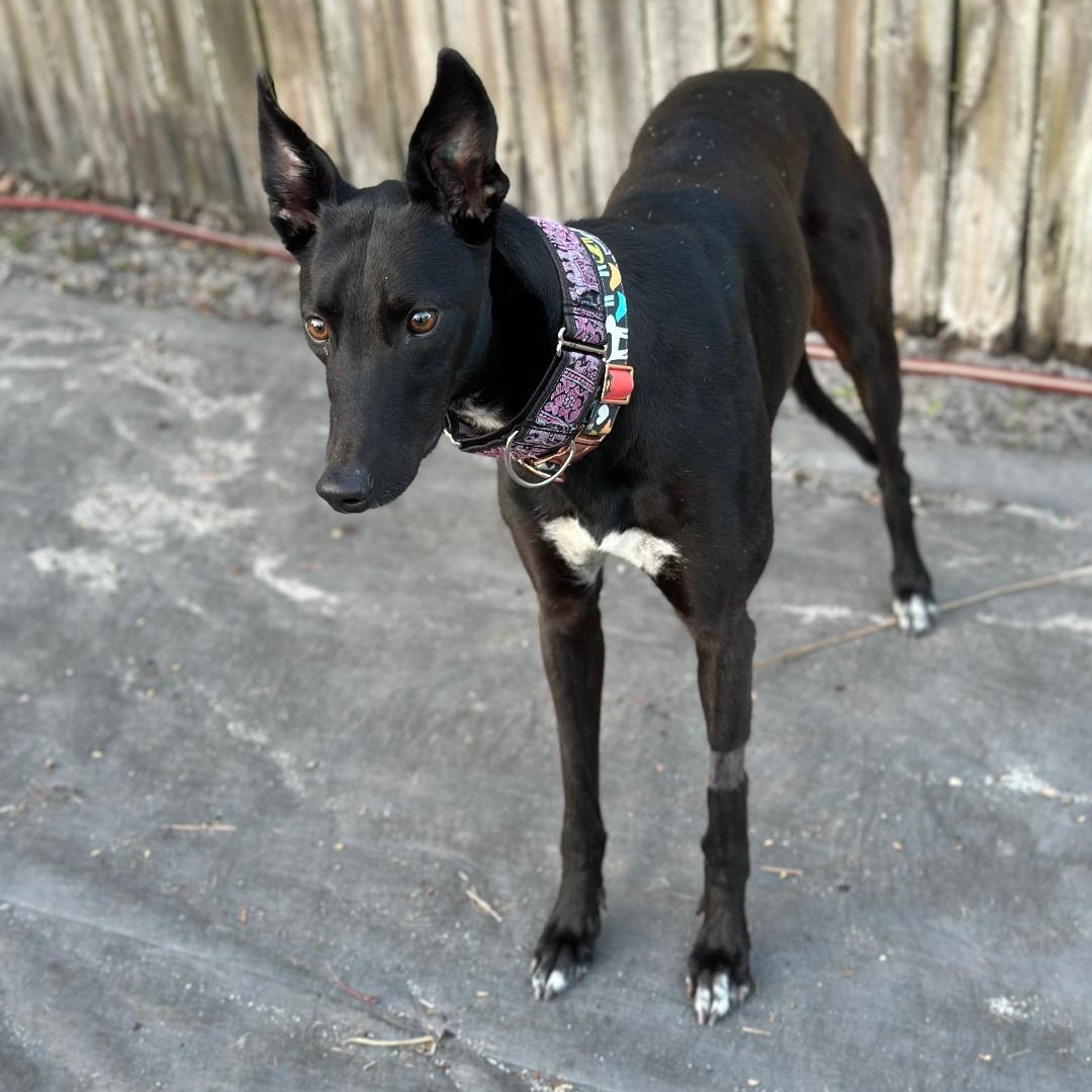 Dancin Chibang, ADOPTABLE, Adult Female Greyhound.