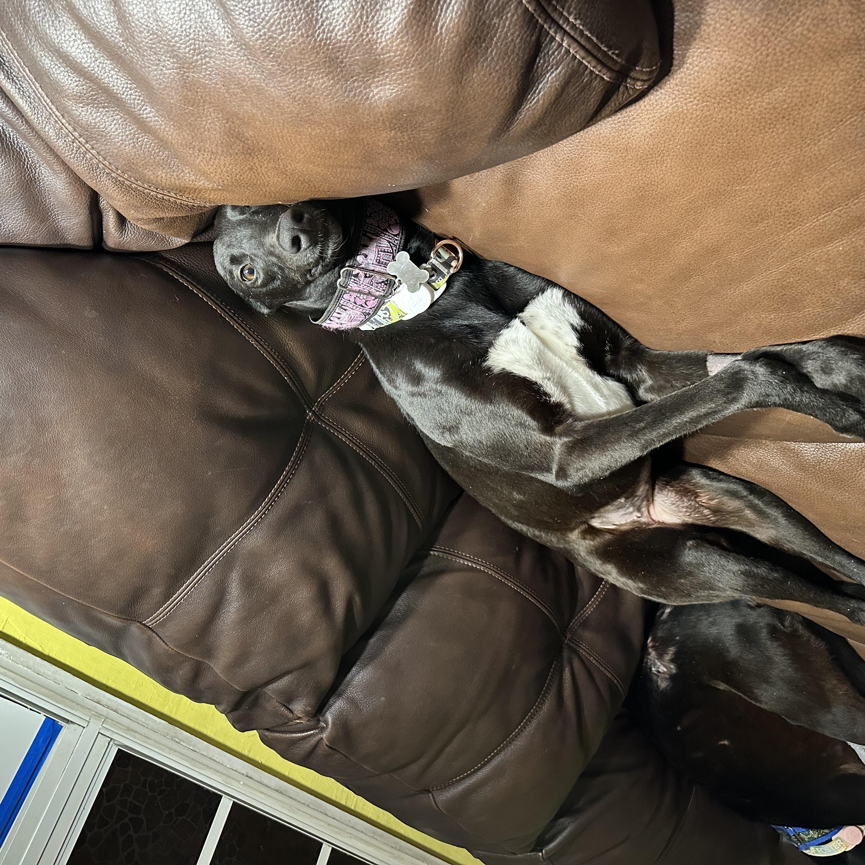 Enlarge Dancin Chibang, a ADOPTABLE Greyhound in North Port, FL image 5/5