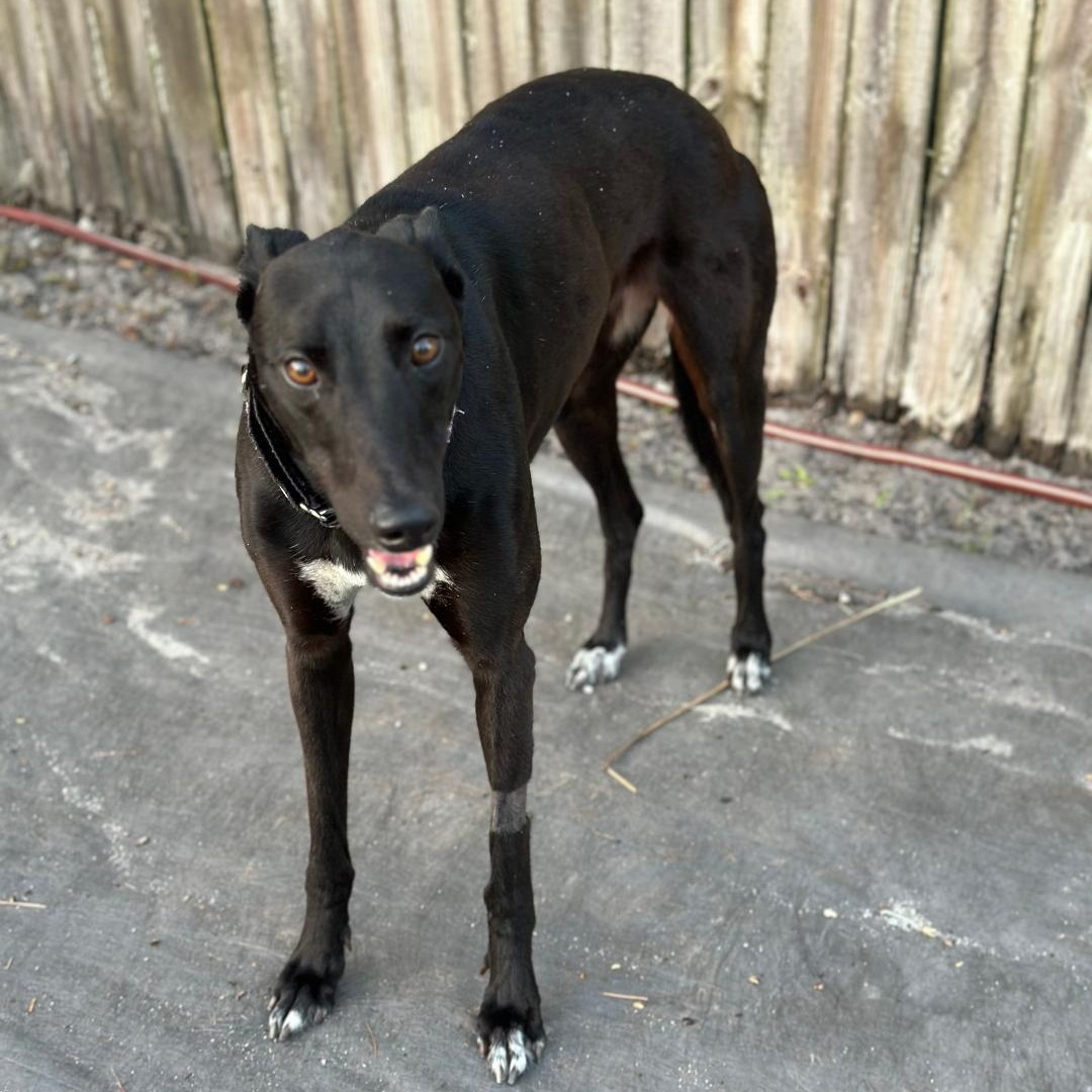 Enlarge Dancin Chibang, a ADOPTABLE Greyhound in North Port, FL image 2/5