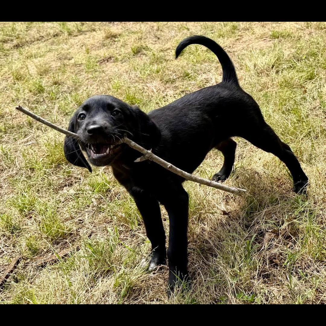 Van Gogh, a ADOPTABLE mixed breed in Midlothian, VA image 4/4