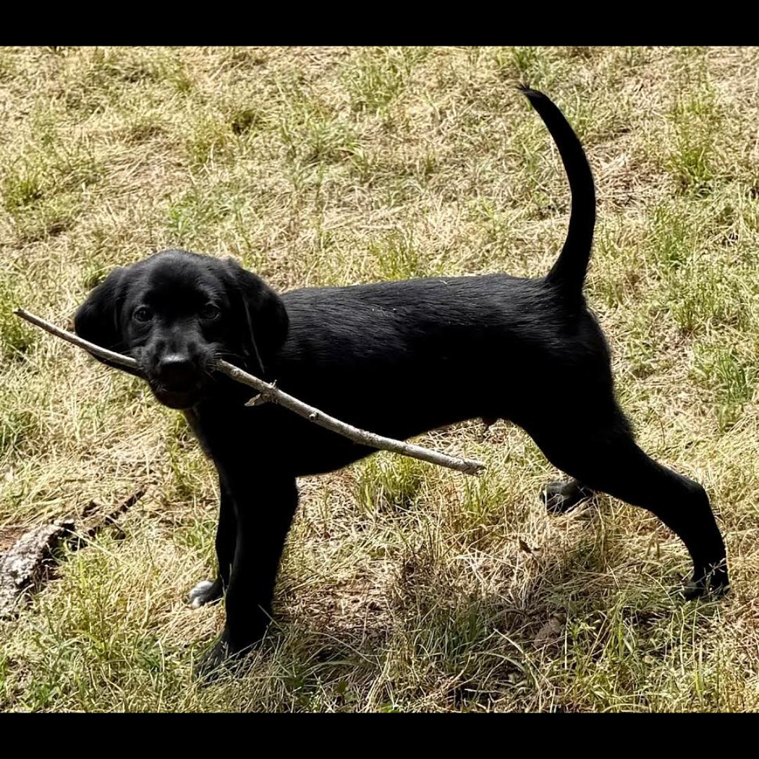 Van Gogh, a ADOPTABLE mixed breed in Midlothian, VA image 2/4