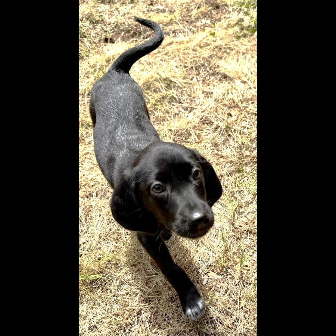 Van Gogh, a ADOPTABLE mixed breed in Midlothian, VA image 3/4