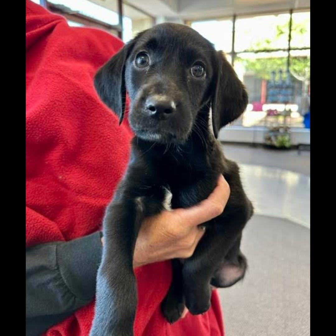 Van Gogh, ADOPTABLE, Puppy Male Labrador Retriever.