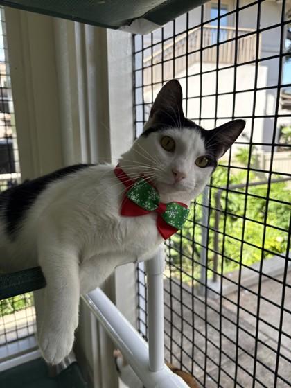 Enlarge Gemini, a Adoptable Domestic Short Hair in Honolulu, HI image 1/3