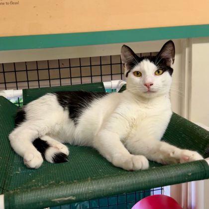 Enlarge Gemini, a Adoptable Domestic Short Hair in Honolulu, HI image 2/3