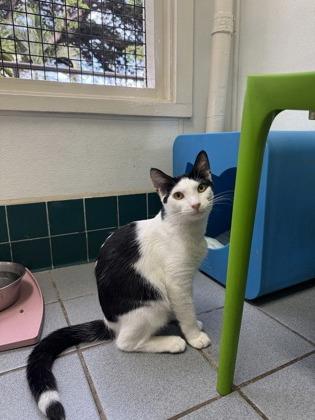 Enlarge Gemini, a Adoptable Domestic Short Hair in Honolulu, HI image 3/3
