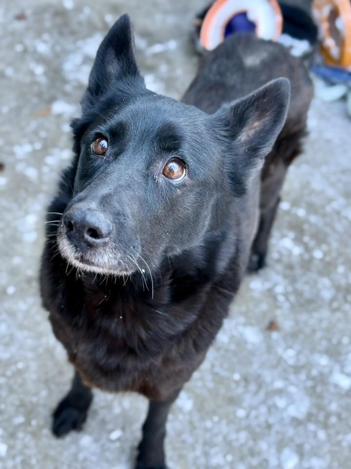 Enlarge Menna, a Adopted German Shepherd Dog in Crete, IL image 1/3