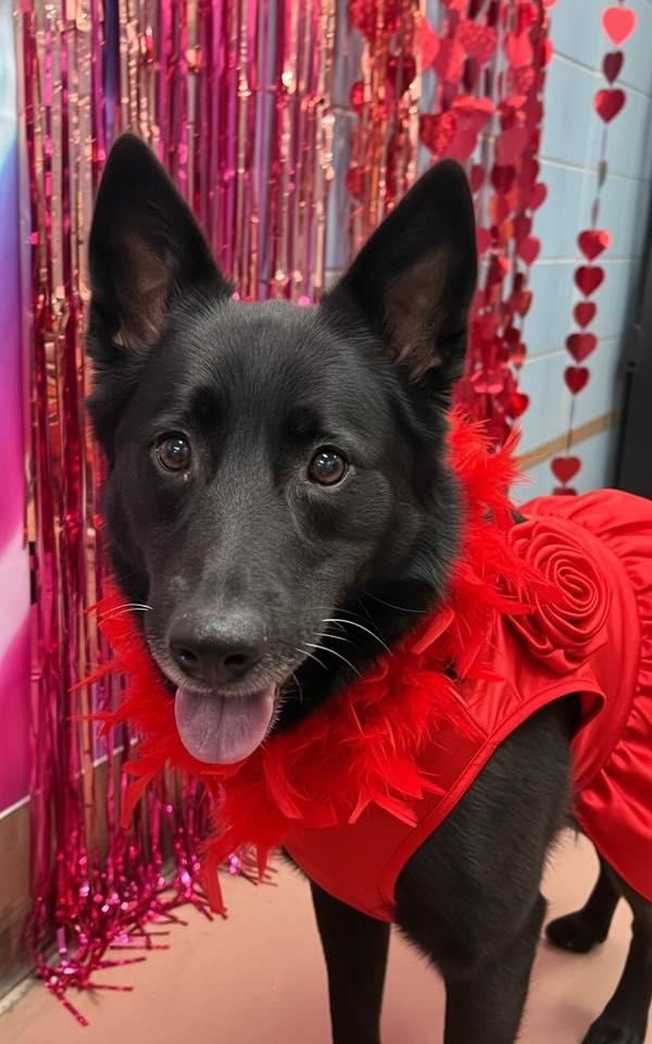 Enlarge Menna, a Adopted German Shepherd Dog in Crete, IL image 2/3