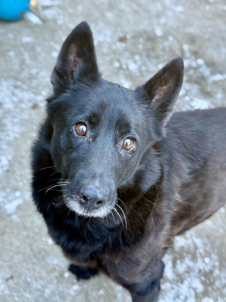 Enlarge Menna, a Adopted German Shepherd Dog in Crete, IL image 3/3