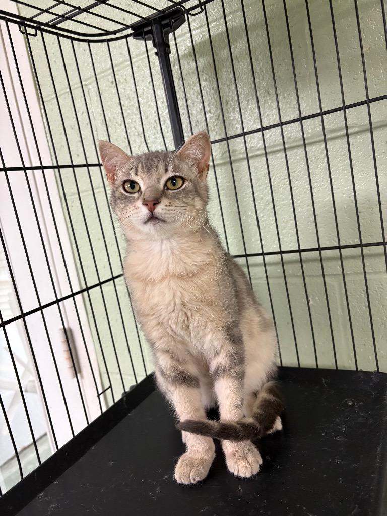 Shaggy, Adoptable, Kitten Male Domestic Short Hair.