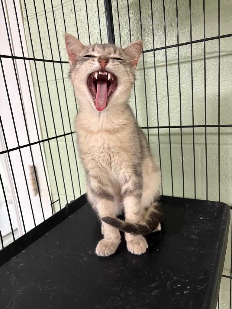 Enlarge Shaggy, a Adoptable mixed breed in Ada, OK image 2/4