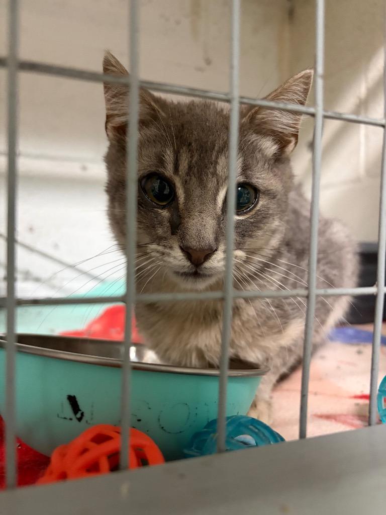 Enlarge Shaggy, a Adoptable mixed breed in Ada, OK image 3/4
