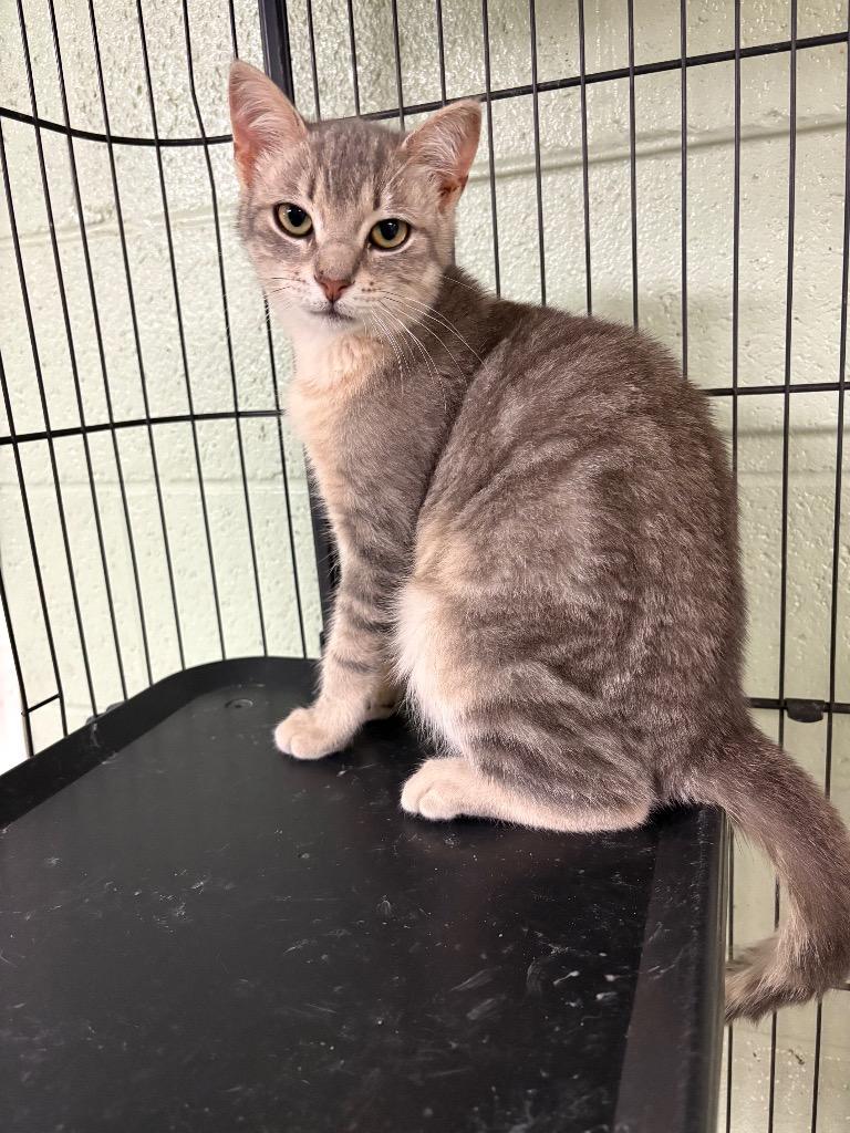 Enlarge Shaggy, a Adoptable mixed breed in Ada, OK image 4/4