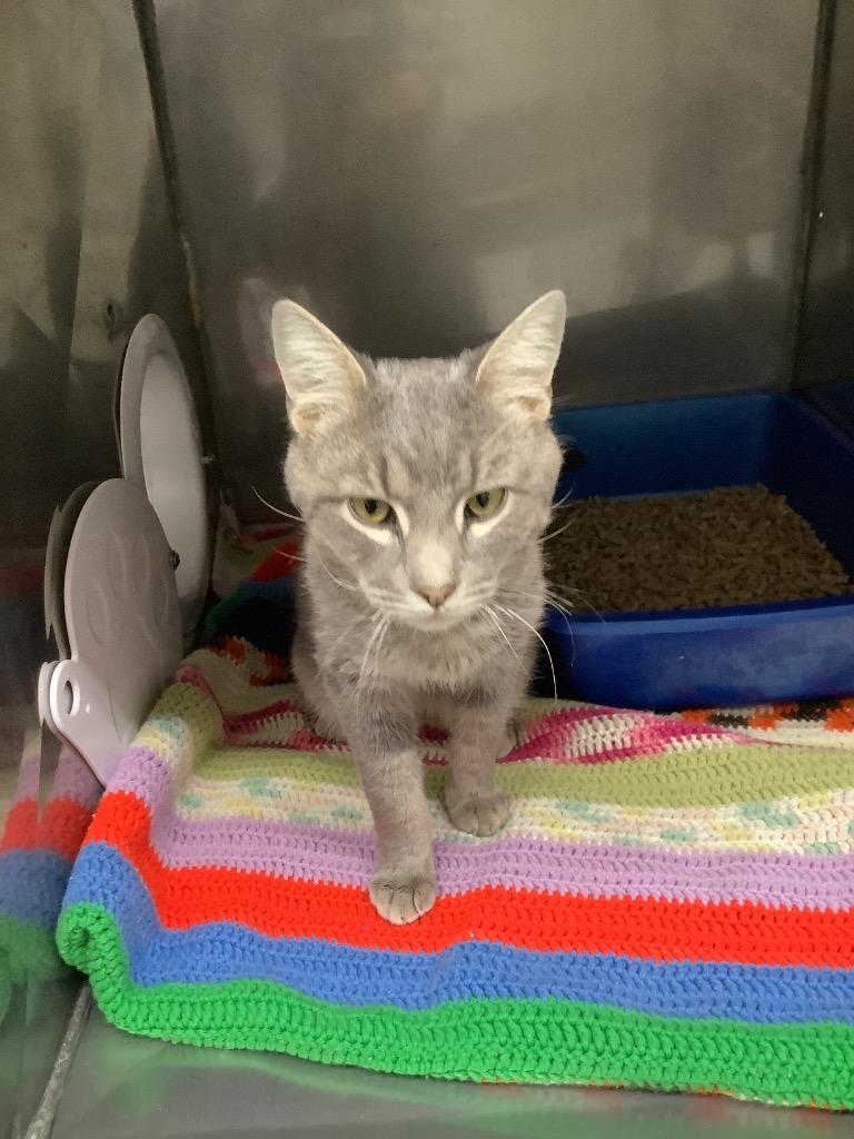 Buzz, Adopted, Young Male Domestic Short Hair.