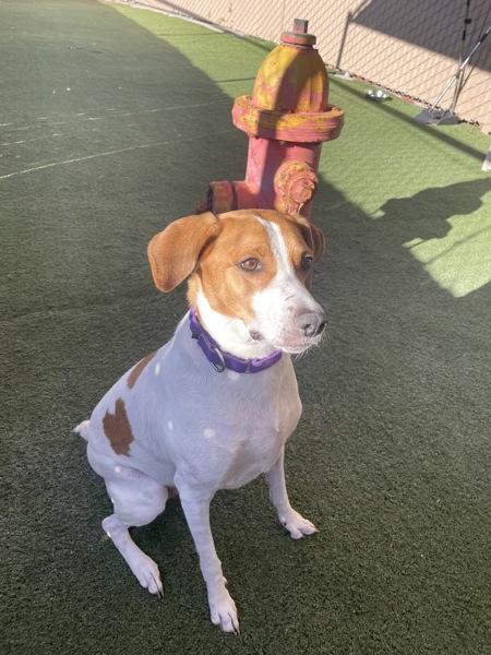 Billie Jean, Adoptable, Adult Female Coonhound.