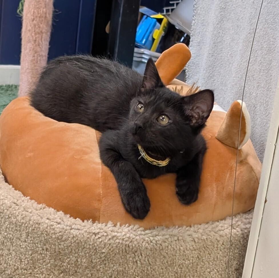 Fridge, a Adoptable mixed breed in Papillion, NE image 1/2